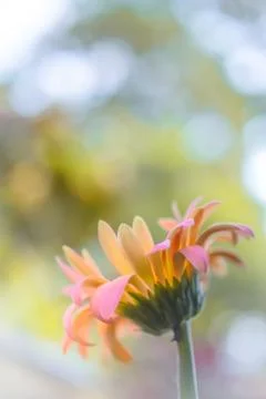 Gerbera daisy close up macro texture. Stock Photos