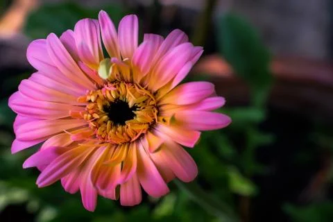 Gerbera daisy close up macro texture. Stock Photos