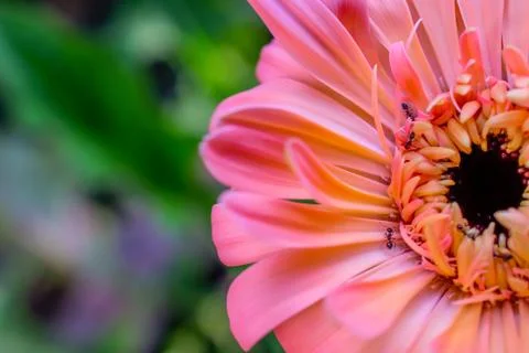 Gerbera daisy close up macro texture. Stock Photos
