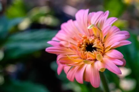 Gerbera daisy close up macro texture. Stock Photos