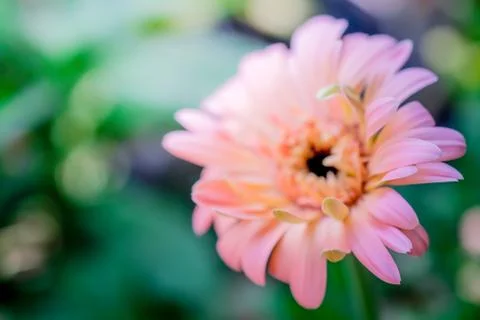 Gerbera daisy close up macro texture. Stock Photos