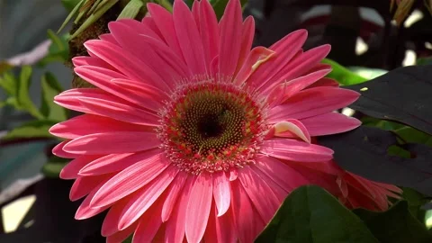Gerbera Daisy flower. Video stock 145244580