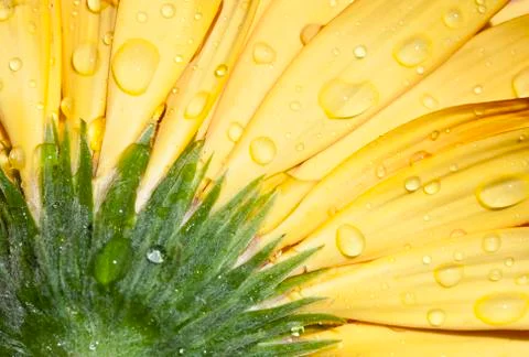 Gerbera daisy flower Stock Photos