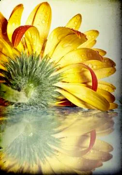 Gerbera daisy flower Stock Photos