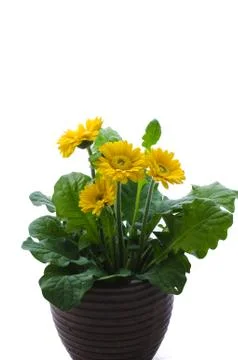 Gerbera daisy flower Stock Photos