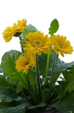 Gerbera daisy flower Stock Photos