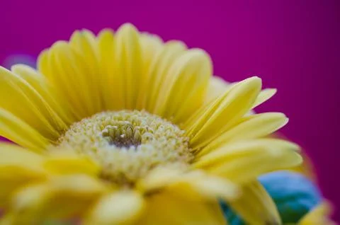 Gerbera daisy flower Foto stock