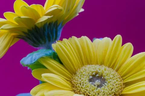 Gerbera daisy flower Stock Photos