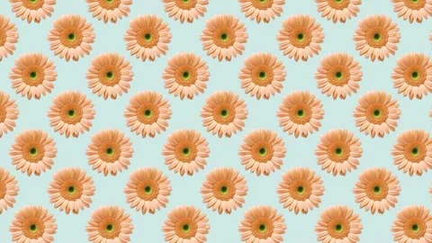 Gerbera daisy flower seamless pattern floral background Stock Footage 273877764