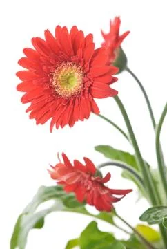 Gerbera Daisy. Focus on the first flower Stock Photos