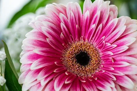 Gerbera Daisy in Full Bloom Stock Photos
