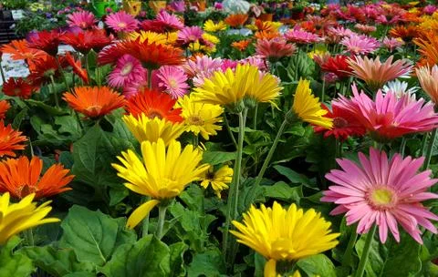 Gerbera daisy garden Stock Photos