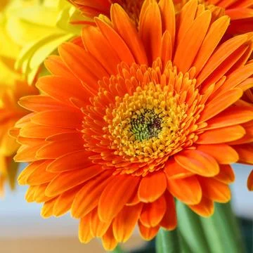 Gerbera Daisy Orange Stock Photos