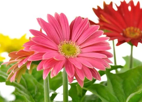 Gerbera daisy Stock Photos