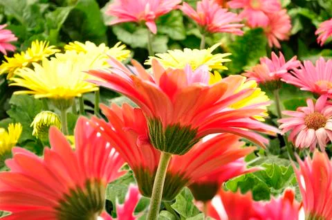 Gerbera daisy Stock Photos