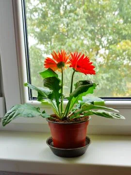 Gerbera daisy Stock Photos