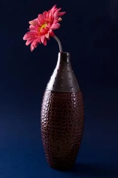 Gerbera daisy Stock Photos