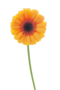 Gerbera Daisy Stock Photos