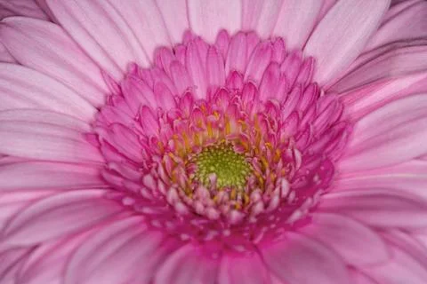 Gerbera daisy Foto stock