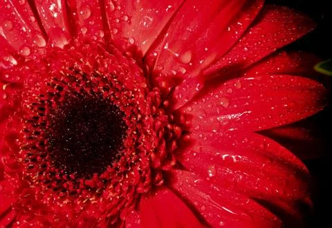 Gerbera Daisy Stock Photos