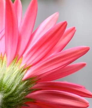 Gerbera daisy Stock Photos