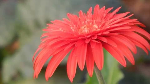 Gerbera Daisy Stock Photos