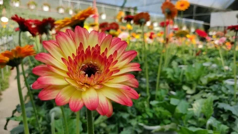 Gerbera daisy plant Video stock 102692523