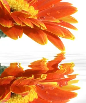 Gerbera daisy with reflections Stock Photos