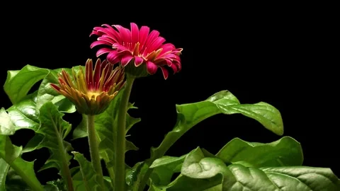 Gerbera Daisy Time-lapse Stock Footage 273825854