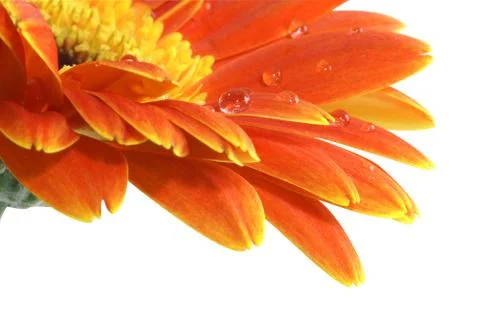 Gerbera daisy with a water drops Stock Photos
