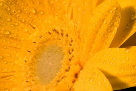 Gerbera Daisy - Yellow Stock Photos