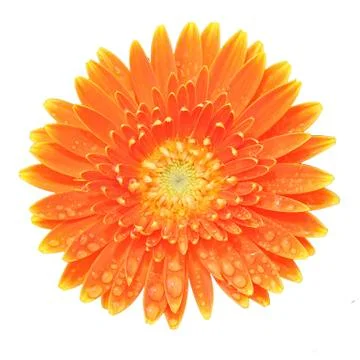 Gerbera. Deep focus. No dust. No pollen. More flower head in my portfolio. Stock Photos