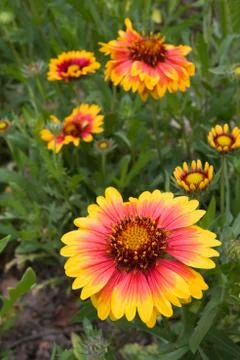 Gerbera field background Stock Photos