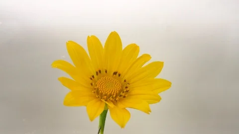 Gerbera flower and flow of red ink cloud burst into water Stock Footage 89448692