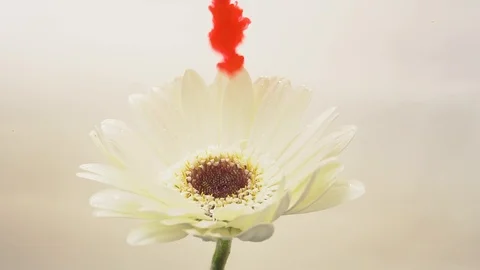 Gerbera flower and red ink cloud burst in water Stock Footage 89448997