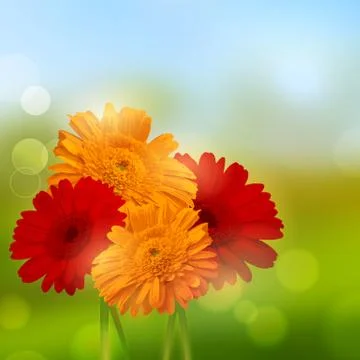 Gerbera Flower Background Stock Illustration