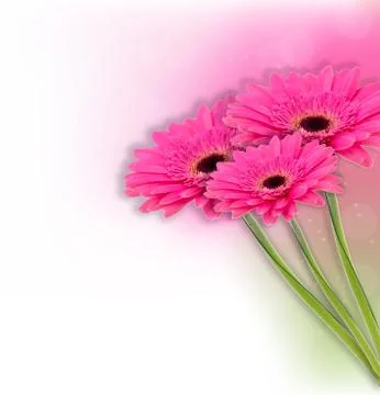 Gerbera flower background Foto stock