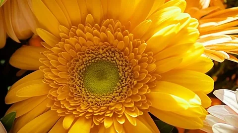 Gerbera flower close-up Stock Footage 78682288