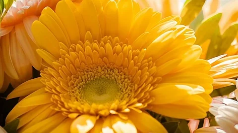 Gerbera flower close-up part 2 Stock Footage 78673103