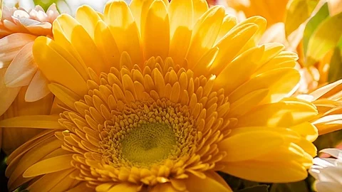 Gerbera flower close-up part 3 Stock Footage 78673363