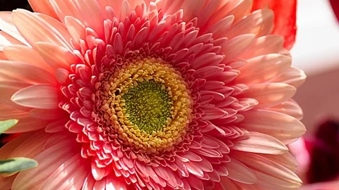Gerbera flower close-up red Stock Footage 78673327