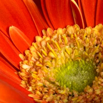 Gerbera flower closeup Stock Photos