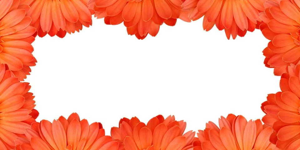 Gerbera flower create a frame on white background Stock Photos