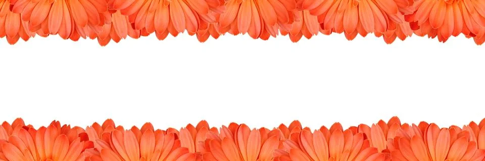Gerbera flower create a frame on white background Foto stock
