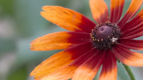 Gerbera flower Stock Footage 123049001