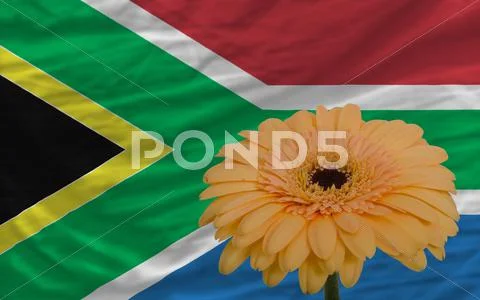 Gerbera flower in front national flag of south africa Stock Illustration