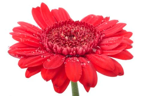 Gerbera flower isolated Stock Photos