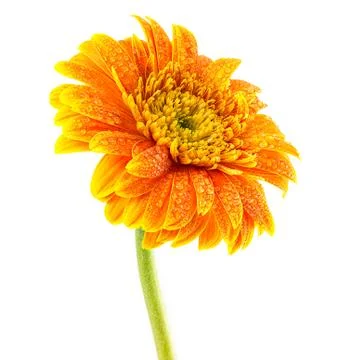 Gerbera flower isolated Stock Photos