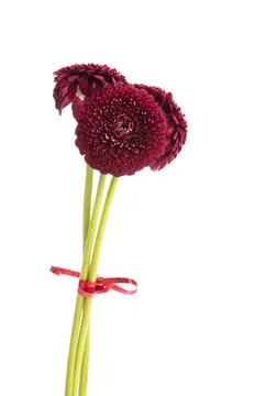 Gerbera flower isolated Stock Photos