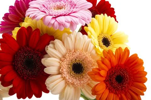 Gerbera flower isolated Stock Photos